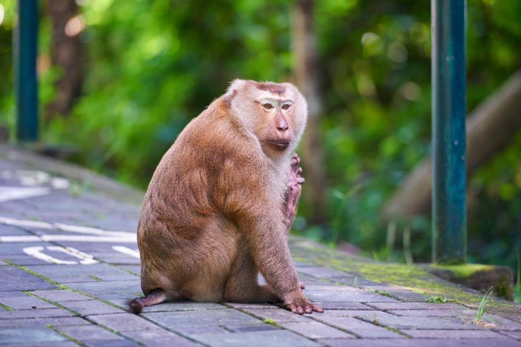 بيت شباب أوه واي أوه 586 فوكيت Phuket المظهر الخارجي الصورة