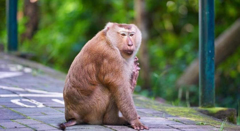 بيت شباب أوه واي أوه 586 فوكيت Phuket المظهر الخارجي الصورة